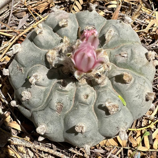 Hikuri Flower Remedy